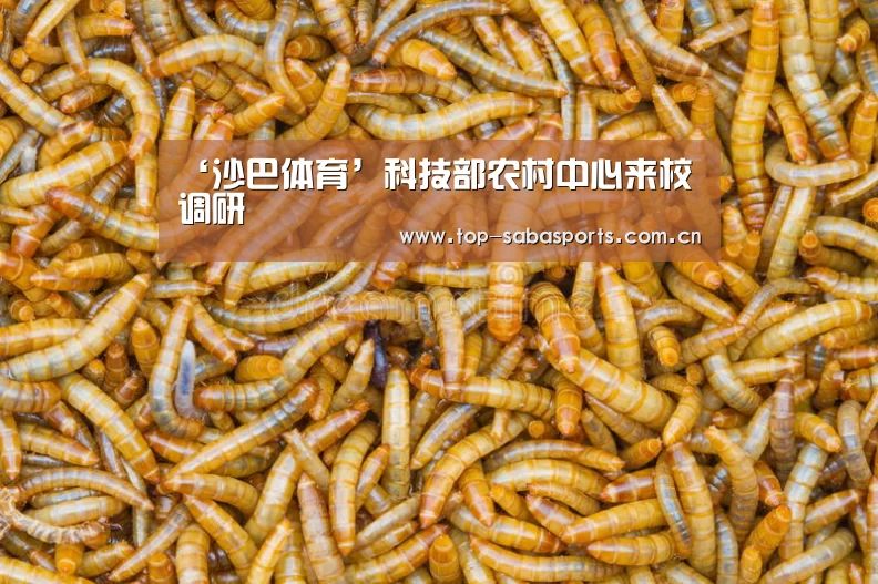 沙巴