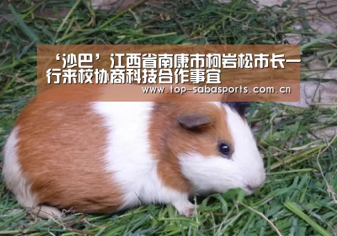沙巴体育app
